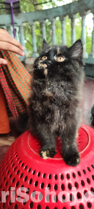 Pure Persian Cat